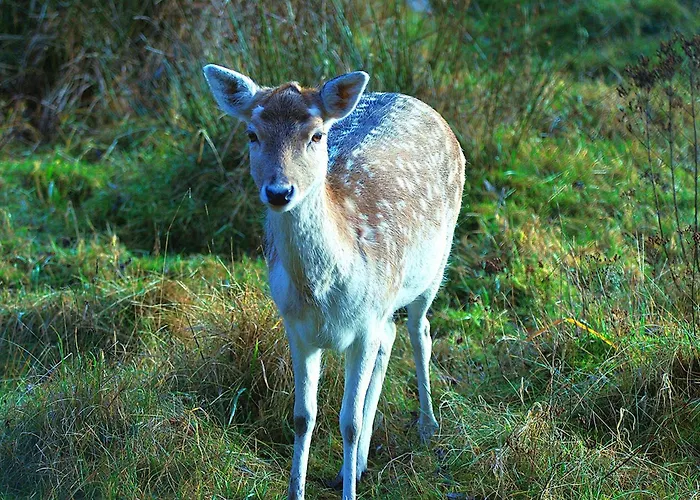 샬레 4 Cloture 8 Min Cascades *